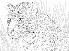 ausmalbilder jaguar ausdrucken ausmalbild jaguar im portr 228 t ausmalbilder kostenlos zum ausmalbilder jaguar ausdrucken ausmalbild jaguar im portr 228 t ausmalbilder kostenlos zum