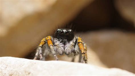 Spidey senses: How many eyes do spiders have?