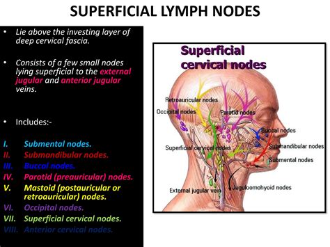 LYMPHATIC -DRAINAGE- OF -HEAD- NECK.pdf. | PDF | Thyroid Disorders ...