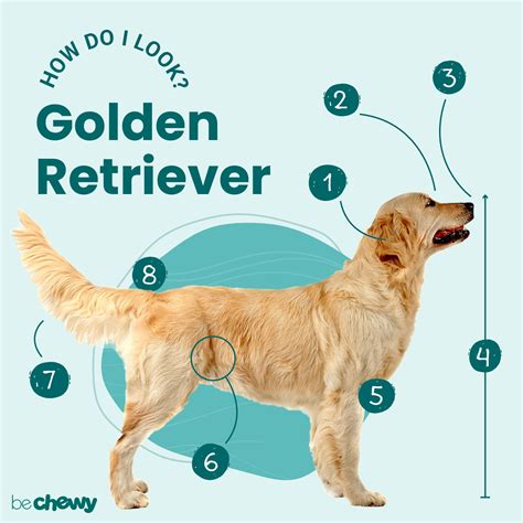 Golden Retriever Size, Height, Growth And Weight By Age, 57% OFF