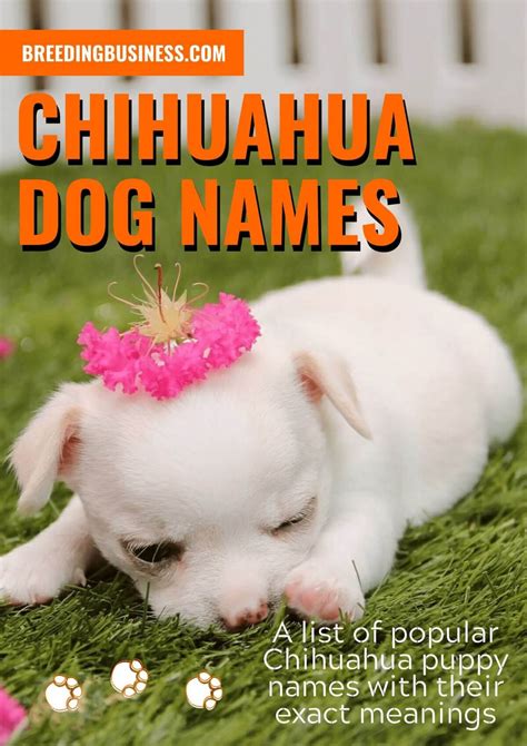 120+ Chihuahua Dog Names: Ideal Chihuahua Puppy Name Ideas! - cute names for chihuahua puppies