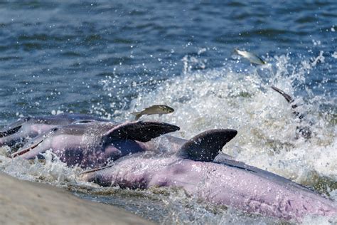 Kiawah Island Dining Guide