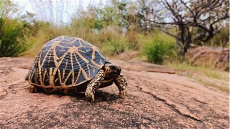 19 JANUARY 2023 DAILY DEFENCE EXAM CURRENT AFFAIRS | UPSC CDS CAPF NDA ...