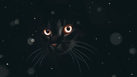Download Black Aesthetic Cute Cat PFP Wallpaper | Wallpapers.com