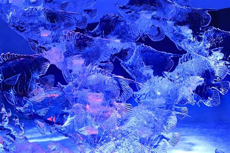 Bing Wallpaper Fish 的图像结果