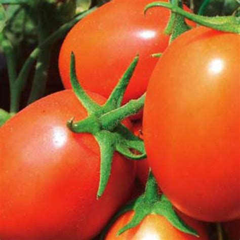 TO 1389 - Variety Tomato | Syngenta