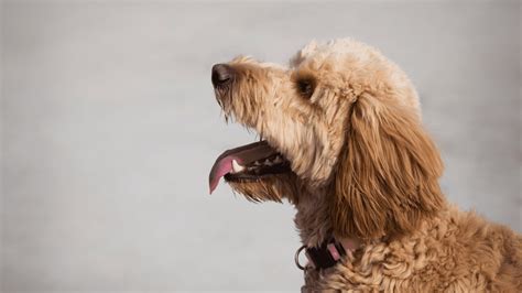 Image result for First Breeding Dogs