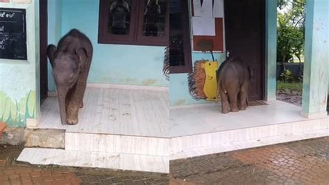 Curious baby elephant wanders into Kerala school, surprises students ...