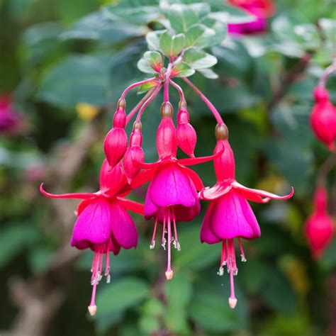 How to Grow and Care for Fuchsia Plants - growhappierplants.com