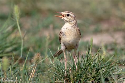 Kuvatulokset haulle pipit