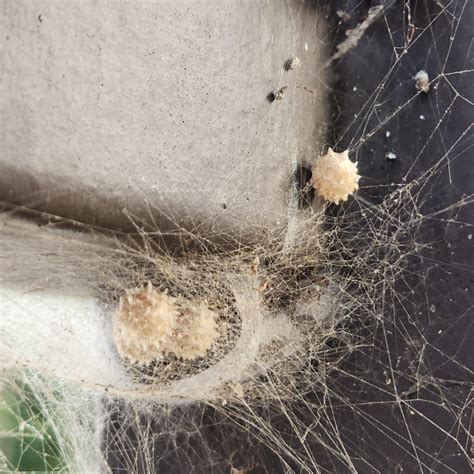 Brown widow egg sacs : r/mildlyinteresting
