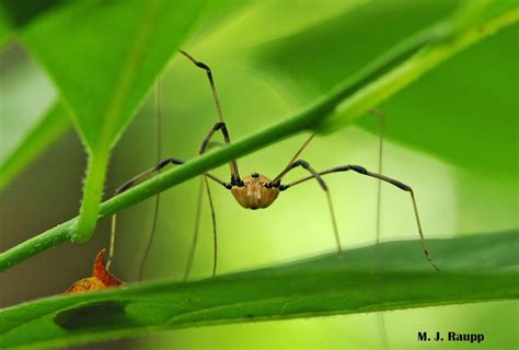 From the Bug of the Week Mailbag: Daddy-longlegs, the most venomous of all spiders? Opilionids ...