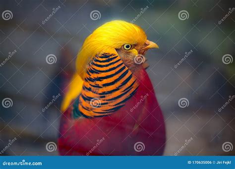 Magnificent Male Golden Pheasant Bird with Beautiful Feathers Stock ...