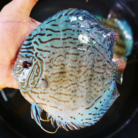 Image result for Blue Turquoise Discus