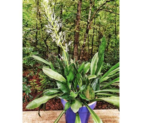 Sansevieria Trifasciata Flower