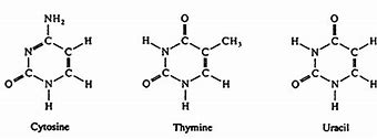 Image result for pyrimidine