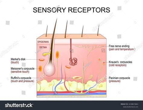 Skin Sensory Receptors Cross Section Humans Stock Vector (Royalty Free) 2238673661 | Shutterstock - layers of nerve fibre