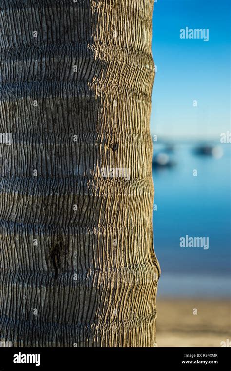 Texture Tree Sea 的图像结果