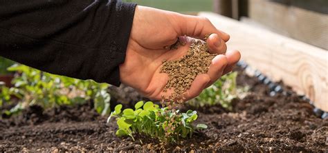 Gardening for Beginners – How to Feed your Plants - British Garden Centres