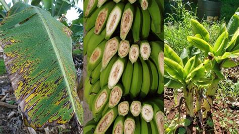 Banana Plant Identification Chart at Hamish Payne blog