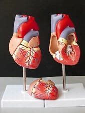 Buy 1:1 Human Heart Anatomy Model Medical Circulation System of ...