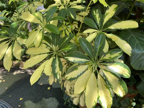 Umbrella Tree Trinetta Care: A Beginner's Guide to Stunning Plants