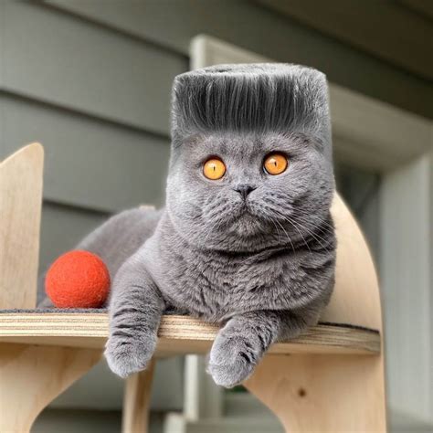 Atlas the Scottish Fold Cat with Stylish Haircut
