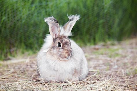 French Angora Rabbits