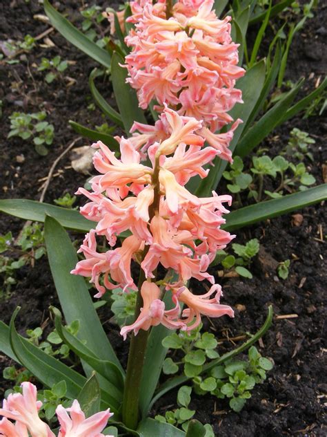Hyacinthus orientalis L. | Plants of the World Online | Kew Science