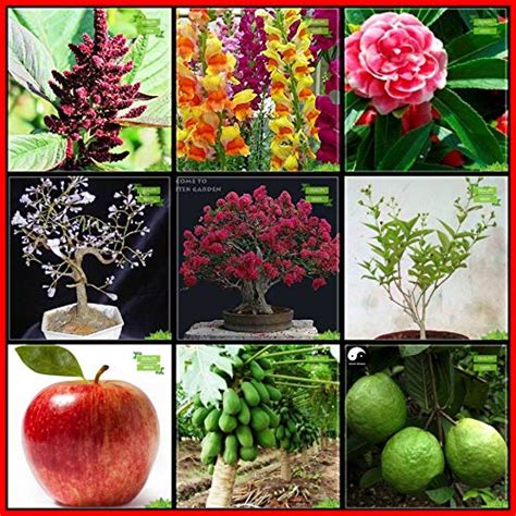Creative Farmer Plant Seed Combo Flower Seeds & Fruit : Apple, Papaya ...