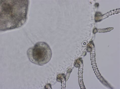 Invertebrate Embryology: Life cycle of hydrozoan Obelia sp.