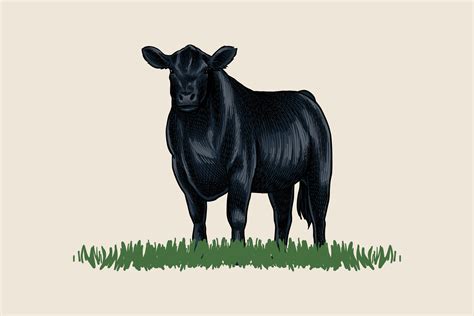 Black Angus Cattle Faces