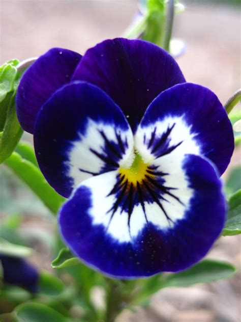 Growing pansies how to grow and care for pansy flowers – Artofit