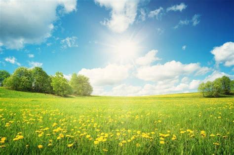 Day Field Wallpaper – Myindianthings