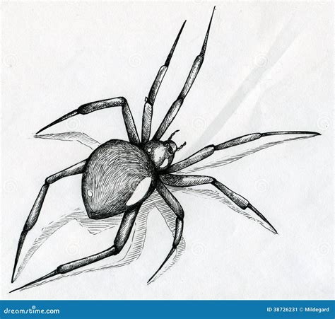 Black widow spider drawing stock illustration. Illustration of scary ...