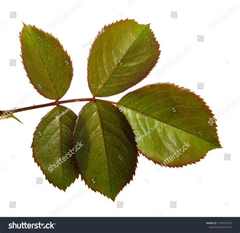 Green Rose Bush Leaf Isolated On Stock Photo 1739743331 | Shutterstock