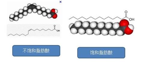饱和脂肪酸指数是什么意思2022已更新今日资讯