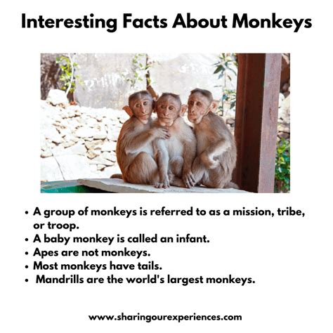 Interesting and fun facts about animals for kids - Sharing Our Experiences