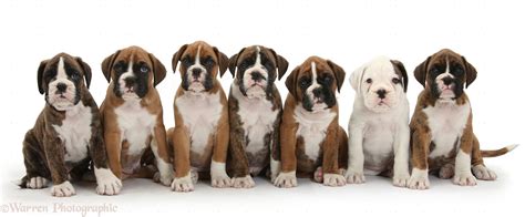 Dogs: Seven boxer puppies sitting in a row photo WP33123