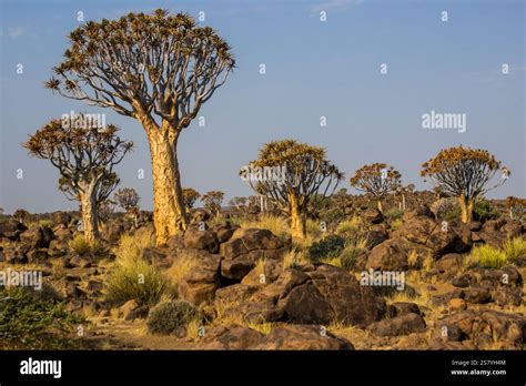Image result for Rbeadth First Search Algorithm GIF