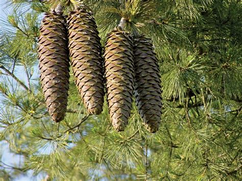 The 7 Best Pinecones | Britannica