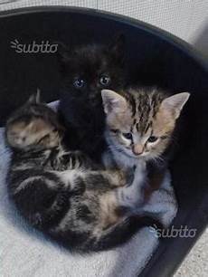 gatti persiani da adottare cuccioli gattini gatti adottare imperia posot class gatti persiani da adottare cuccioli gattini gatti adottare imperia posot class