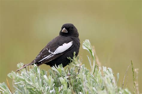 Official Birds of Every State | COLORADO - Lark Bunting | Birds, Pets ...