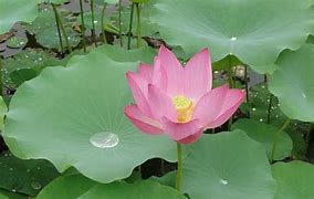 lotus leaf 的图像结果