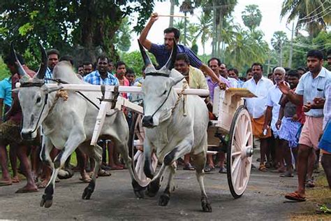 Enthusiasts all set to conduct Rekla race on January 16 in Tirupur district