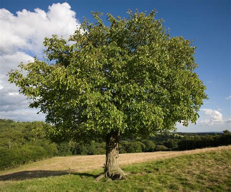 How To Grow a Walnut Tree from Seed - 5 Steps to Grow…