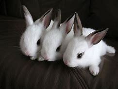 Image result for Cute Bunny Pictures