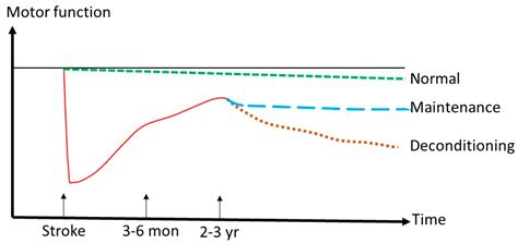 Stroke Recovery Is a Journey: Prediction and Potentials of Motor Recovery after a Stroke from a ...
