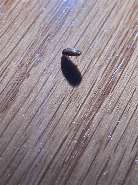 What are these bugs and holes in my hardwood floor? : r/HardWoodFloors