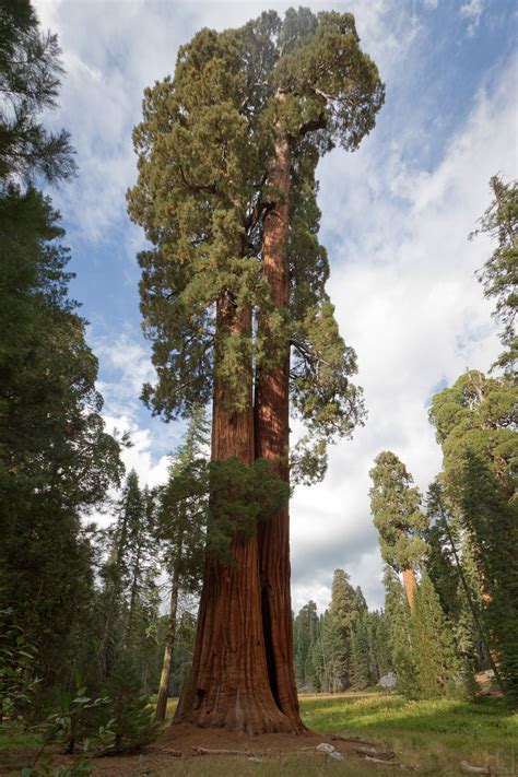 Where To See Giant Sequoia Trees